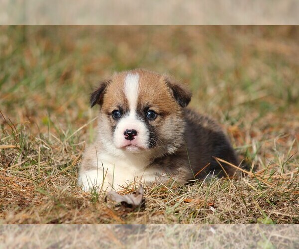 Medium Photo #2 Pembroke Welsh Corgi Puppy For Sale in FORT MADISON, IA, USA