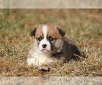 Small #1 Pembroke Welsh Corgi