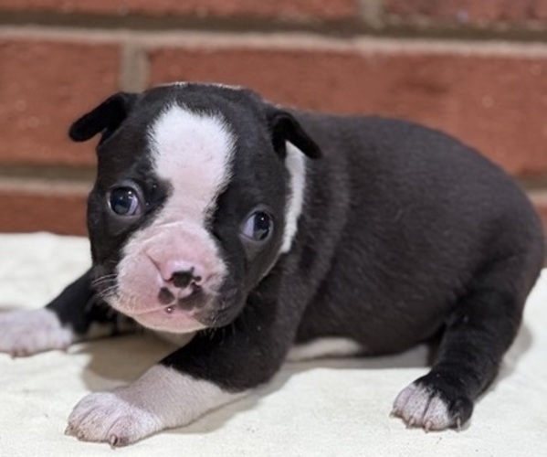 Medium Photo #1 Boston Terrier Puppy For Sale in HICKORY, NC, USA