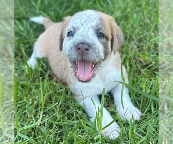 Medium Photo #1 Colonial Cocker Spaniel-Unknown Mix Puppy For Sale in San Diego, CA, USA