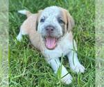 Fiji Pup - Rewa - Female Colonial Cocker Spaniel-Unknown Mix Dog for Adoption - Small photo