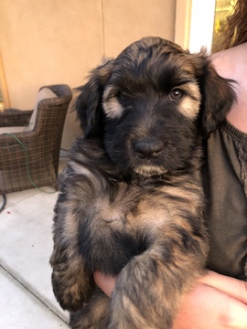 Medium Photo #3 Whoodle Puppy For Sale in CARLSBAD, CA, USA