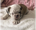 Small Photo #7 English Bulldog Puppy For Sale in CHARLESTON, SC, USA