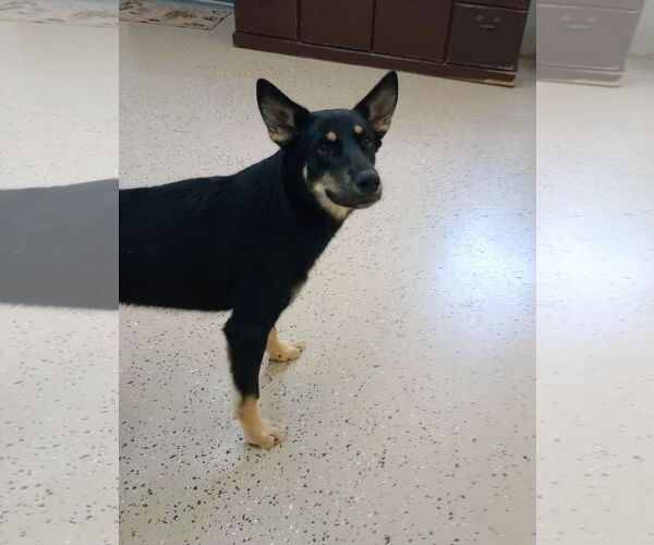 Medium Photo #7 German Shepherd Dog-Unknown Mix Puppy For Sale in York, SC, USA