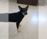 Small #6 German Shepherd Dog Mix