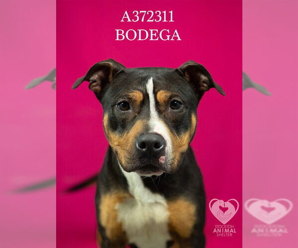 Medium Photo #2 Mutt Puppy For Sale in Stockton, CA, USA