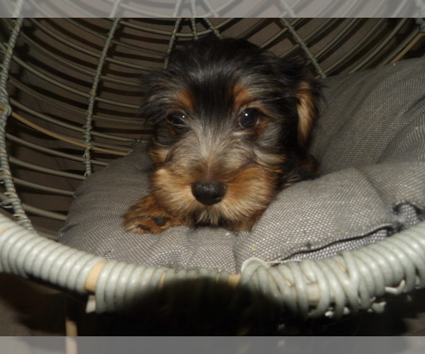 Medium Photo #3 Yorkshire Terrier Puppy For Sale in PATERSON, NJ, USA