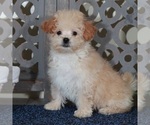 Small #3 Poochon