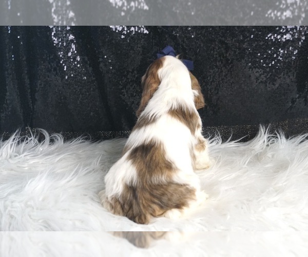 Medium Photo #6 Cocker Spaniel Puppy For Sale in WARSAW, IN, USA
