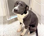 Small #1 Labrador Retriever Mix