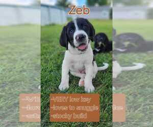 Labrador Retriever-Saint Bernard Mix Puppy for Sale in BEAVER, Ohio USA