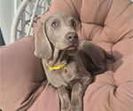 Small #1 Weimaraner