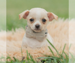Puppy Junior Chihuahua