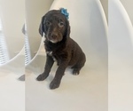 Small Photo #15 Goldendoodle (Miniature) Puppy For Sale in JENKS, OK, USA