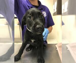 Labrador Retriever Dogs for adoption in Conroe, TX, USA