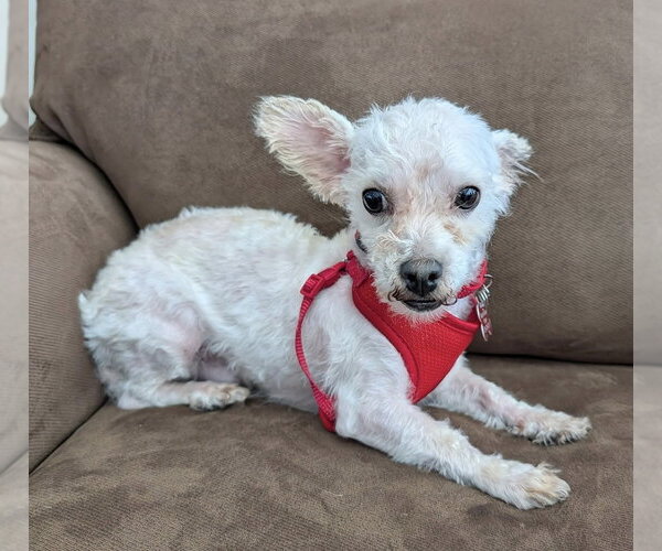 Medium Photo #1 Maltese-Unknown Mix Puppy For Sale in Mundelein, IL, USA