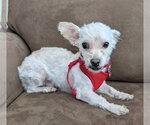 Small Maltese Mix