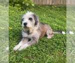 Small #1 Mutt