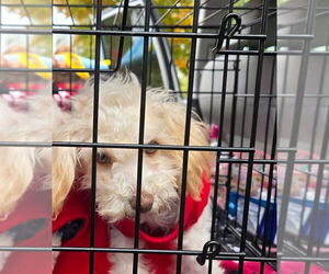 Cocker Spaniel-Poodle (Miniature) Mix Dogs for adoption in Caldwell, NJ, USA