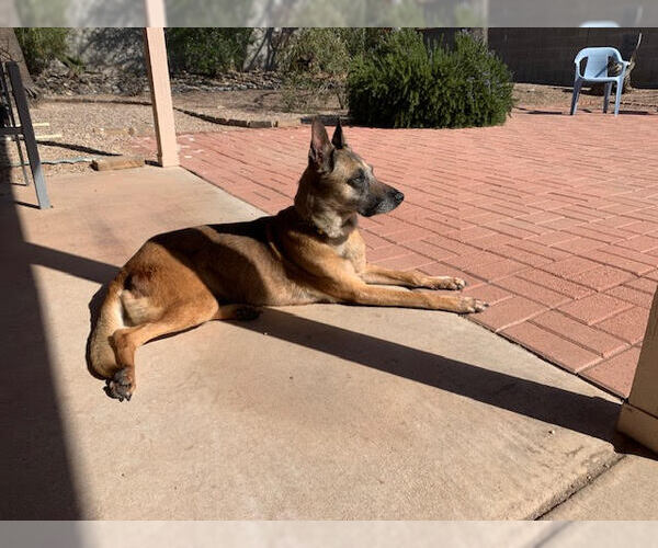 Medium Photo #5 Mutt Puppy For Sale in Stevens Point, WI, USA