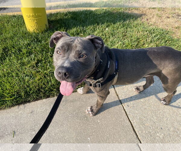 Medium Photo #2 American Pit Bull Terrier Puppy For Sale in Alexandria, VA, USA