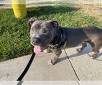 Small #1 American Pit Bull Terrier
