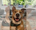 Small #3 American Staffordshire Terrier Mix
