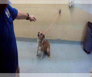 Collie-Unknown Mix Dogs for adoption in Tulsa, OK, USA