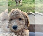 Small Photo #5 Goldendoodle Puppy For Sale in PENDLETON, SC, USA