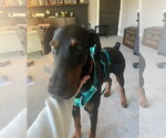 Small #11 Doberman Pinscher