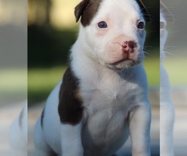 Medium Photo #2 American Bully Puppy For Sale in CRESTVIEW, FL, USA