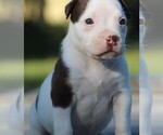 Small Photo #2 American Bully Puppy For Sale in CRESTVIEW, FL, USA