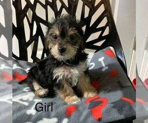 Morkie Puppy for sale in CLARE, IL, USA