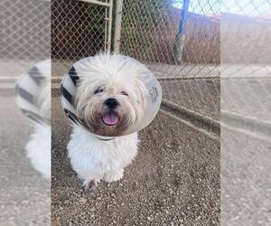 Lhasa Apso-Unknown Mix Dogs for adoption in Plano, TX, USA