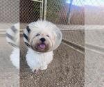 Small Lhasa Apso Mix