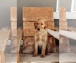 Puppy Yellow Golden Retriever