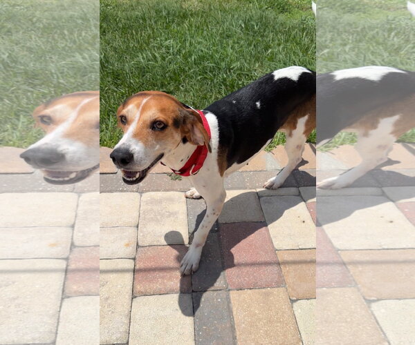 Medium Photo #2 Beagle Puppy For Sale in Tampa, FL, USA