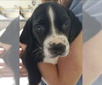 Small #1 Beagle-Spaniel Mix