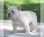 Small #2 French Bulldog