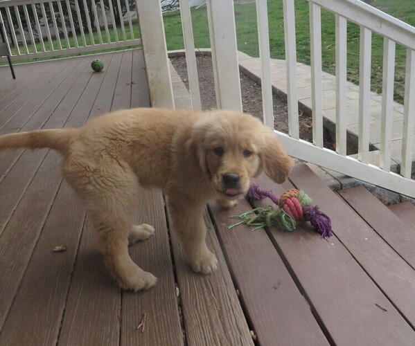 Medium Photo #11 Golden Retriever Puppy For Sale in MECHANICSVILLE, MD, USA