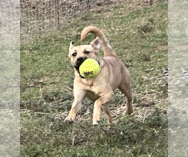Medium Photo #5 Mutt Puppy For Sale in Roaring River, NC, USA