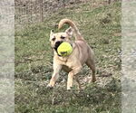 Small #4 Mutt