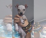 Puppy BAMBI Miniature American Hairless Terrier