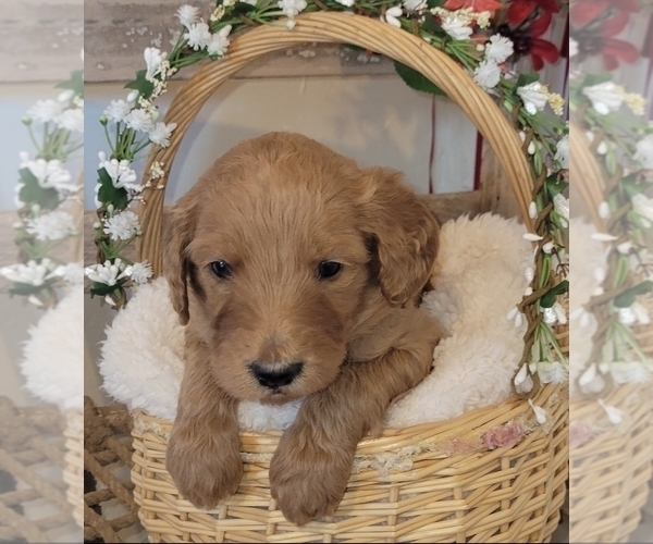 Medium Photo #9 Goldendoodle mix (+ Poodle Standard) Puppy For Sale in JACKSBORO, TX, USA