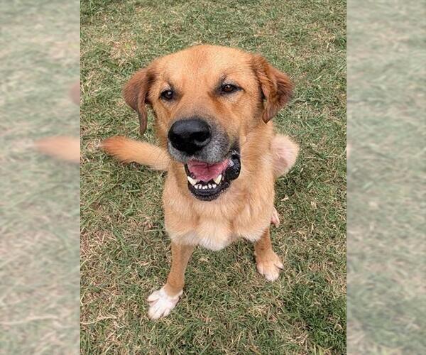 Medium Photo #2 Anatolian Shepherd-Golden Retriever Mix Puppy For Sale in Plano, TX, USA