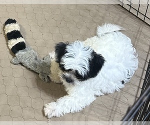 Shih-Poo Puppy for sale in GLOUCESTER, VA, USA