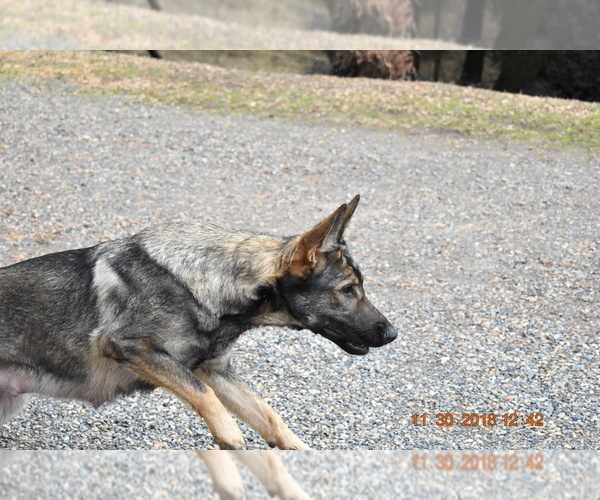 Medium Photo #1 German Shepherd Dog Puppy For Sale in OAKHURST, CA, USA