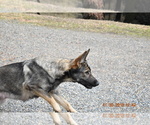 Small Photo #1 German Shepherd Dog Puppy For Sale in OAKHURST, CA, USA
