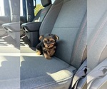 Small #1 Yorkshire Terrier