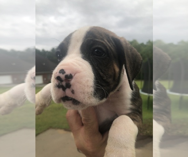 Medium Photo #5 Boxer Puppy For Sale in CHESTERFIELD, SC, USA